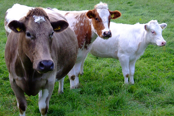 DAIRY-ANIMAL-MARINE